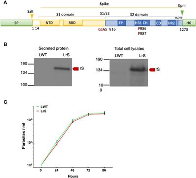 Immunomodulatory properties of Leishmania tarentolae extracellular vesicles containing the Spike protein of SARS-CoV-2